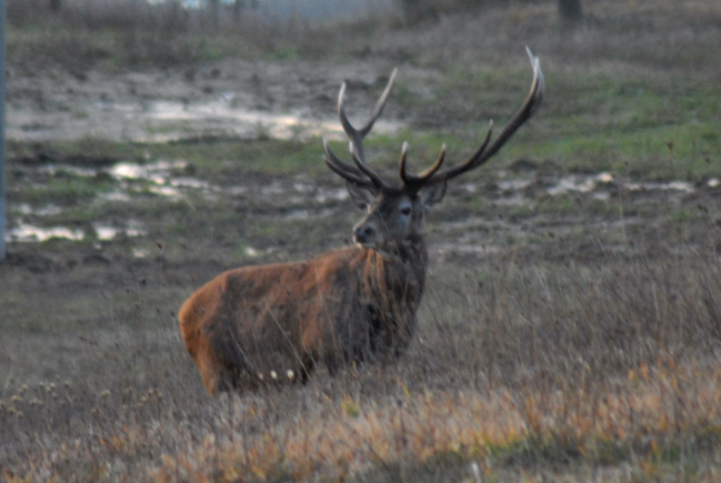 PASSIONE PER IL CERVO